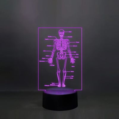 Skeleton of Human Body with Names 7 Color Changing Light with Remote Control Suitable for Kids Room